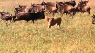 Incredibil Felina de la circ gonita de o antilopa in savana [upl. by Maxama]