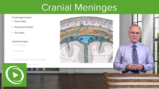 Cranial Meninges Structures amp Functions – Brain amp Nervous System  Lecturio [upl. by Lladnik]