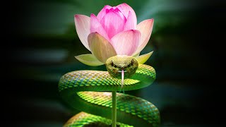 Inner Worlds Outer Worlds  Part 3  The Serpent and the Lotus [upl. by Toney]