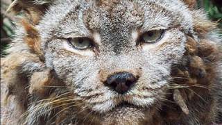 CANADIAN LYNX gets a haircut [upl. by Mulloy]