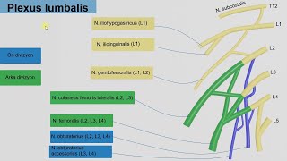 En Özet Plexus Lumbalis Ve Plexus Sacralis [upl. by Tuchman]