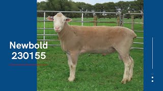 Lot 10  Newbold Poll Dorset 230155 [upl. by Atirabrab]