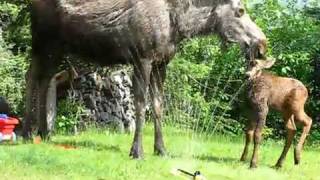 Twin baby moose in sprinkler [upl. by Spain311]