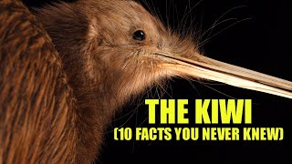 Kiwi Bird 🥝 10 FACTS You NEVER KNEW [upl. by Aynuat8]