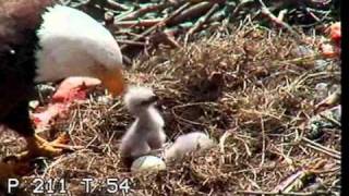 Sibling Rivalry  Knock Out  Duke Farms Eagle Cam 2011 [upl. by Eenel]