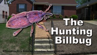 The Hunting Billbug [upl. by Seerdi]