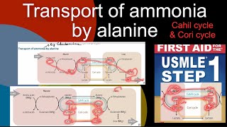 Transport of ammonia by alanine  Chahill cycle  Cori cycle in HindiUrdu by first aid for step 1 [upl. by Rexford]