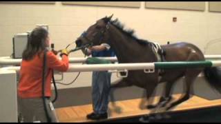 Performing Treadmill Endoscopy at Rood amp Riddle Equine Hospital [upl. by Attaynik]