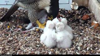 Nottingham peregrine falcons feeding their 4 chicks 260412 1641  1700 [upl. by Orelie]