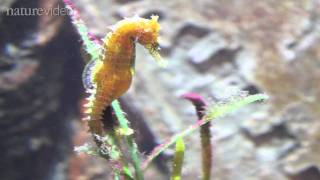 How the seahorse got its shape  by Nature Video [upl. by Ahserkal]