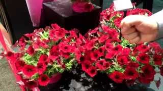 Great New Wave Petunias for 2015 [upl. by Anibor]