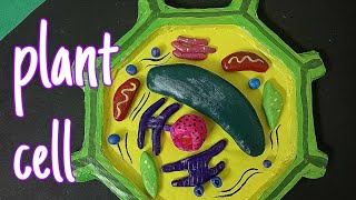 3D Model of Plant Cell  plant cell clay model on cardboard myactivitieshub [upl. by Goles]