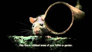 Rat distress call Scares rats out of you home garden sheds etc Get rid of rats humanely [upl. by Aicillyhp764]