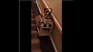 Hank the Bulldog and His Custom Stair Lift [upl. by Bonns]