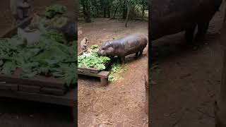 pygmy hippo [upl. by Atiana]