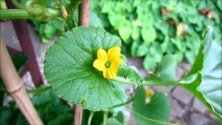 Growing Honeydew melon from seed  first flowers [upl. by Fancy]