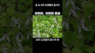 바위취 Saxifraga stolonifera 바위취꽃 바위취 꽃말 붉은바위취 [upl. by Januisz]