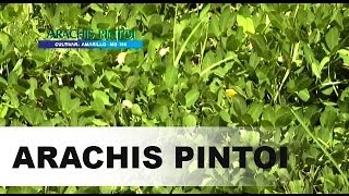 Série Cultivares  Arachis Pintoi [upl. by Ahsiuqram]