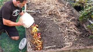 We Buried Common Kitchen Scraps in the Garden and THIS Happened 🤯 [upl. by Eaves]