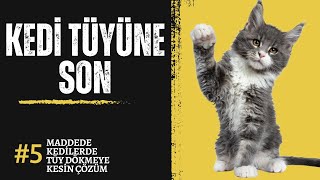 KEDİNİN TÜY DÖKMESİNE SON VER 5 Maddede Kedi Tüy Dökme Sorununa Kesin Çözüm [upl. by Aryahay]