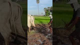 201k cow wow plow 4kvideo 4k किसान हल गाय [upl. by Cleland]