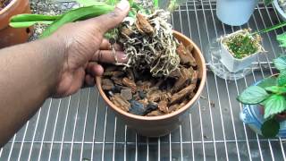 Shriveled Pseudobulbs Cattleya Orchid Update [upl. by Barn]