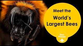 Worlds Largest Bees [upl. by Noemis]