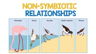 Non Symbiotic Relationships  Biology Animation [upl. by Ylrbmik]