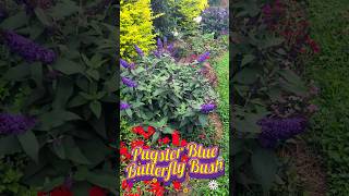 Pugster Blue Butterfly Bush in Bloom 💙💜💛🦋 garden blue purple vibes cute gardening backyard [upl. by Zetrauq]