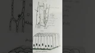 PhloemColumnar Epithelium drawing shorts [upl. by Breban921]