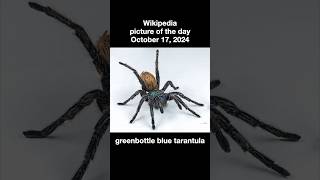 The greenbottle blue tarantula [upl. by Rodolphe]