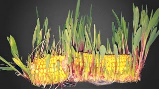 Corn Germination Time Lapse  31 Days【macro4K】Soil Cross Section [upl. by Brennan]