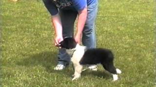 Training Border Collie puppies [upl. by Inajna640]