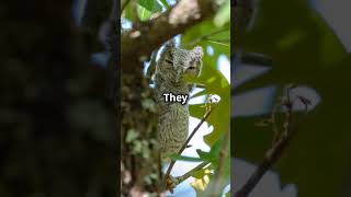 The Eastern Screech Owl [upl. by Neural]