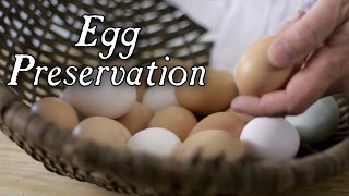 The Top 6 Historical Egg Preservation Techniques [upl. by Viquelia]