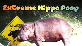 Extreme Hippo Poop ComPooLation 🦛💩😂 [upl. by Jane]