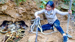 Bad day when Harvesting Corn  Drying Corn  BIG SNAKE Attacks  Digging Snake Holes  Country Life [upl. by Mick]