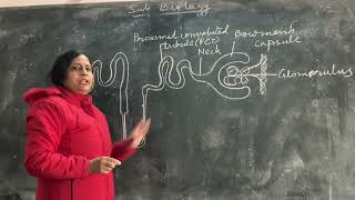 Structure of Nephron with Labelling  Easiest Way  Class 9  Class 10  Class 11  NCERT [upl. by Lenra100]