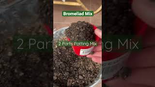 Bromeliad Soil Mix shorts plants bromeliads [upl. by Lorraine]