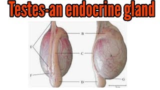 Endocrine System Part 1  Glands amp Hormones Crash Course Anatomy amp Physiology 23 [upl. by Leen440]