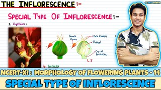 Morphology of Flowering Plants Lec 14 Special Type of Inflorescence Class 11 NEET Neetology [upl. by Ardnahs430]