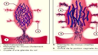 1er semaine du développement Embryonnaire  PARTIE 1  EMBRYOLOGIE [upl. by Enilada]