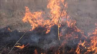 Fire A Management Tool for Native Grasses [upl. by Pomfret737]