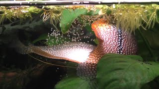 Pearl Gouramis Breeding  Spawning [upl. by Assilac]