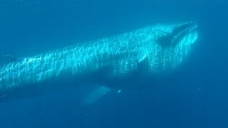 Scientist Captures Rare Video of Omuras Whales [upl. by Enitsyrk444]