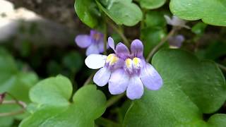 Kenilworth ivy Cymbalaria muralis  Ivyleaved toadflax  20150609 [upl. by Atsirtal]