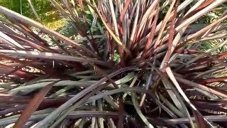 Pennisetum purpureum Vertigo [upl. by Eleynad170]