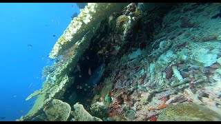 Crystal Rock  Komodo  Indonesia [upl. by Lyford970]