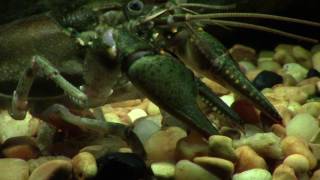 Virile Crayfish Up Close and Personal [upl. by Sesylu]