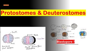 Protostomes and Deuterostomes [upl. by Melnick]